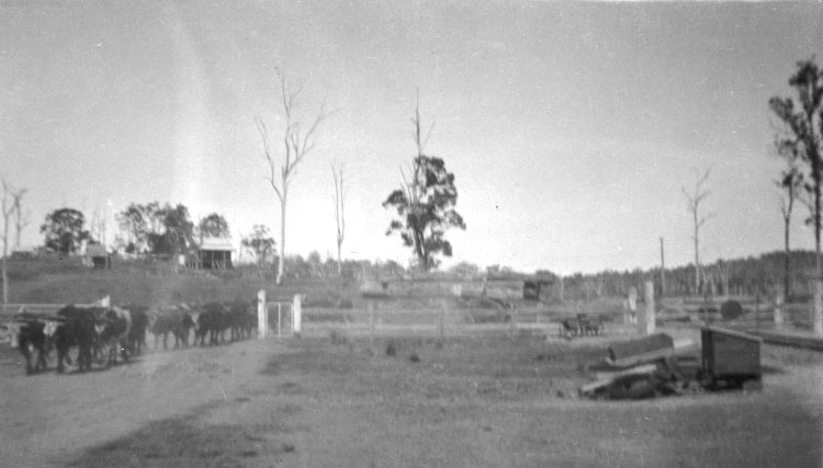 Amamoor - donated by Pat Towner