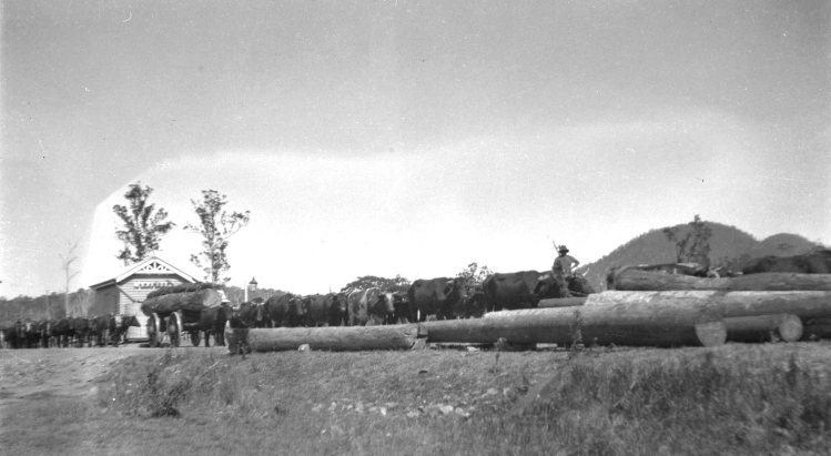 Amamoor Railway Station with bullock driver - donated by Pat Towner