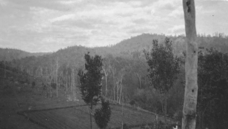 Fred Lewis farm, Amamoor - donated by Pat Towner