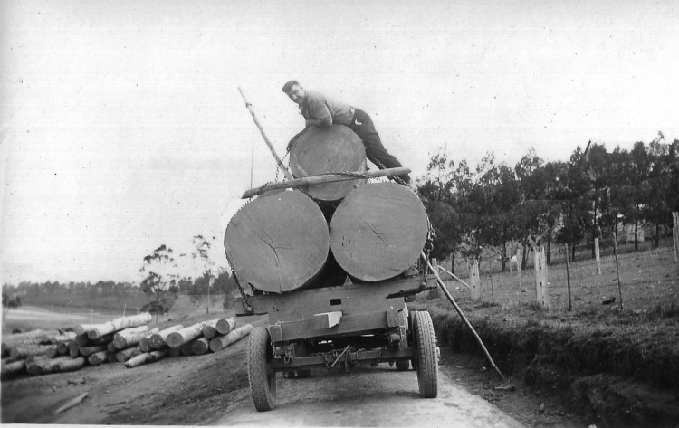 Roy Gilroy with logs at Imbil Railway Station - donated by Pam Hopkins