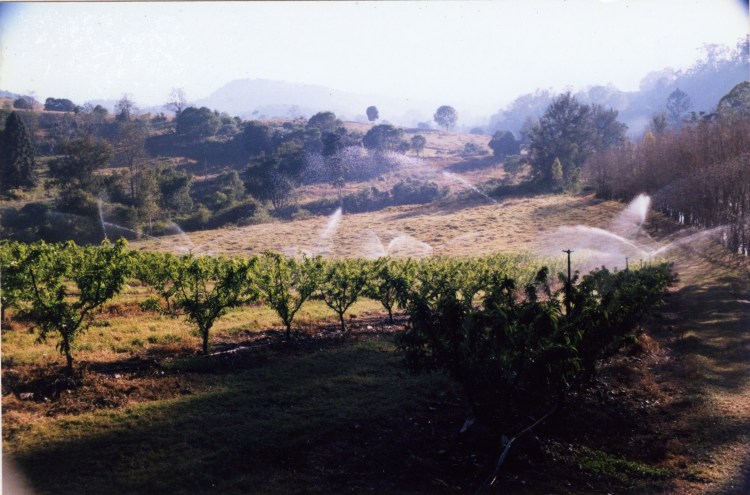 Farm at Amamoor - donated by Cacilia Michalowitz