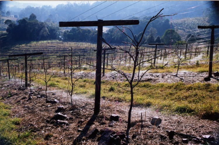 Farm at Amamoor - donated by Cacilia Michalowitz