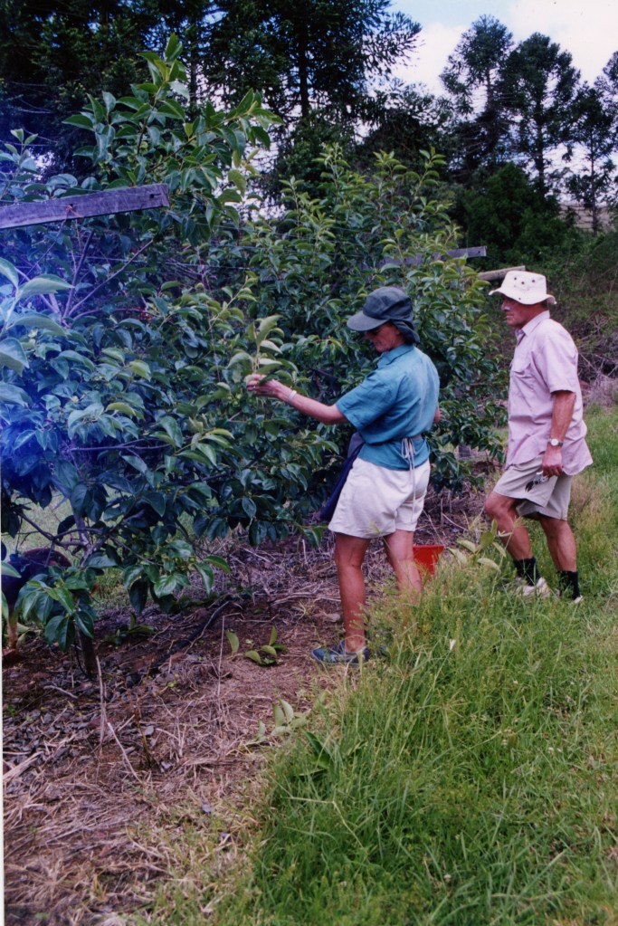 Farm at Amamoor - donated by Cacilia Michalowitz