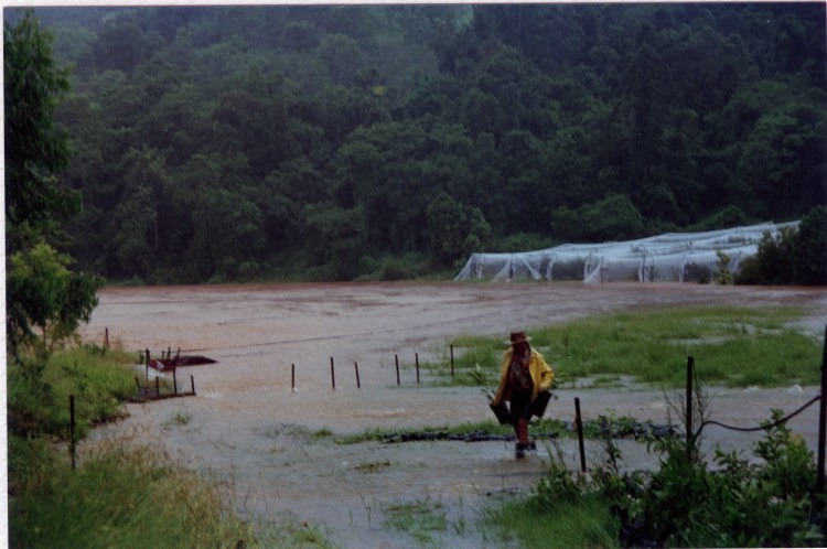 Flood at farm at Amamoor - donated by Cacilia Michalowitz