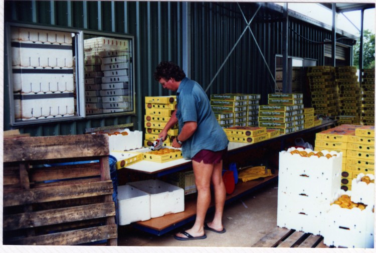 Packing fruit at farm at Amamoor - donated by Cacilia Michalowitz