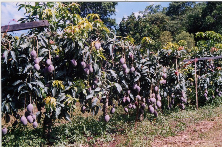 Mangoes at farm at Amamoor - donated by Cacilia Michalowitz