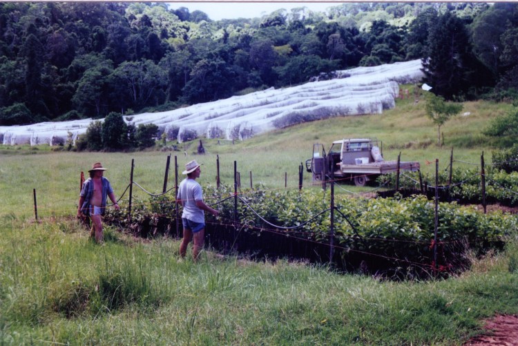 Farm at Amamoor - donated by Cacilia Michalowitz