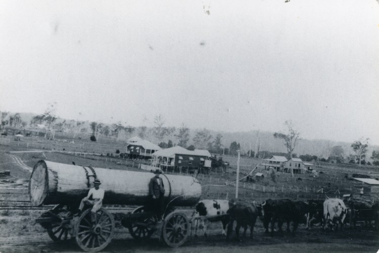 Bullock Team, Imbil. Imbil Railway. Source Lindsay Harris